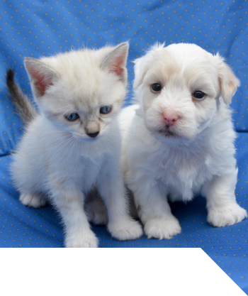 Pojistěte si svého mazlíčka